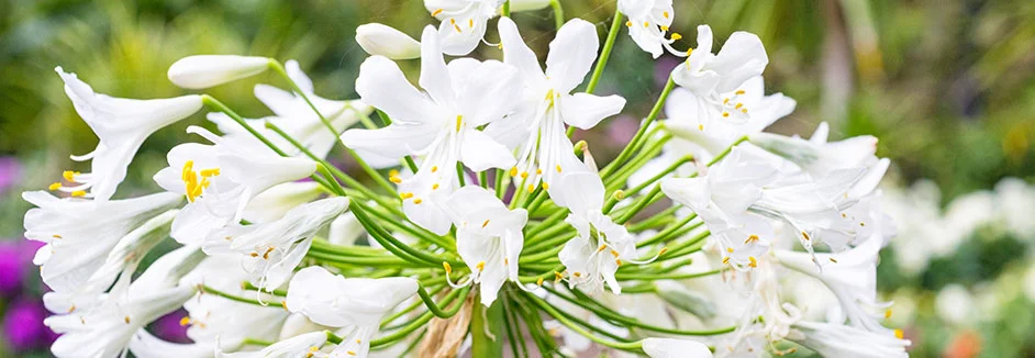 Weiße Lilienblüten